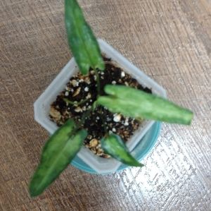 Syngonium Angustum (3in. pot)